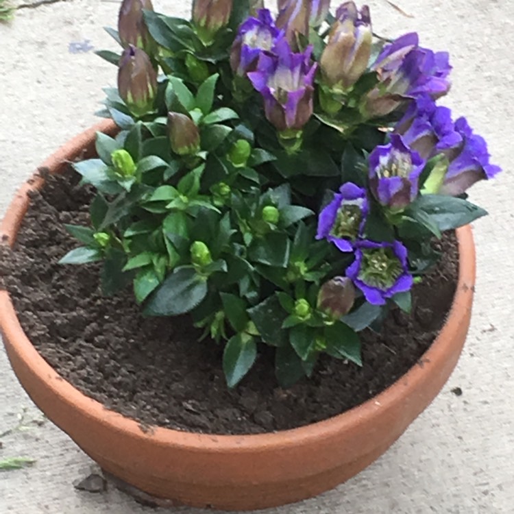 Plant image Gentiana scabra 'Rocky Diamond Blue Heart'