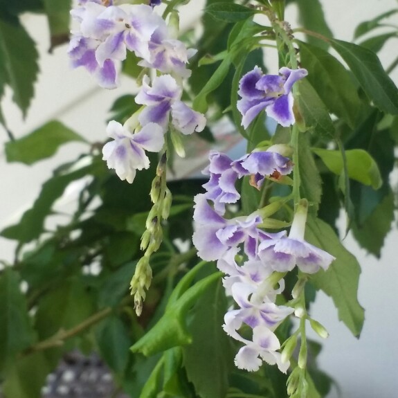 Plant image Duranta repens 'Geisha Girl'