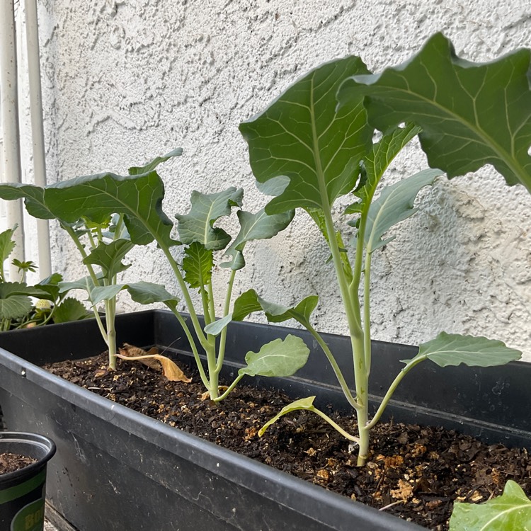 plant image 1560891