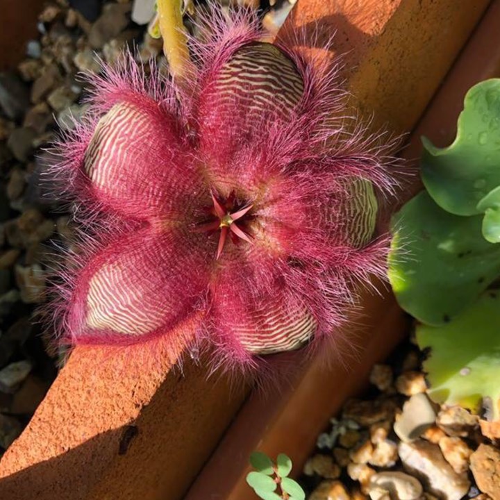 Plant image Stapelia hirsuta