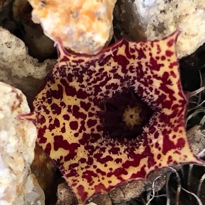 plant image 1001838