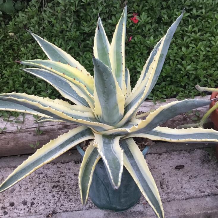 Plant image Agave Quasimoto