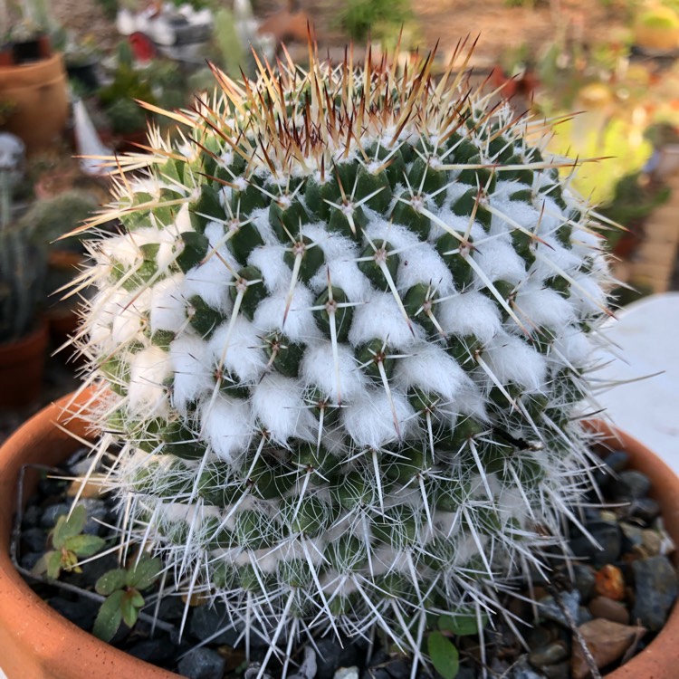 plant image 1012658