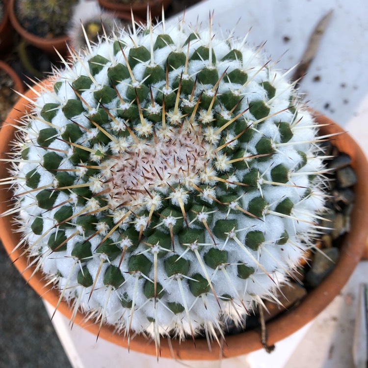 Plant image Mammillaria karwinskiana 'Nejapensis'