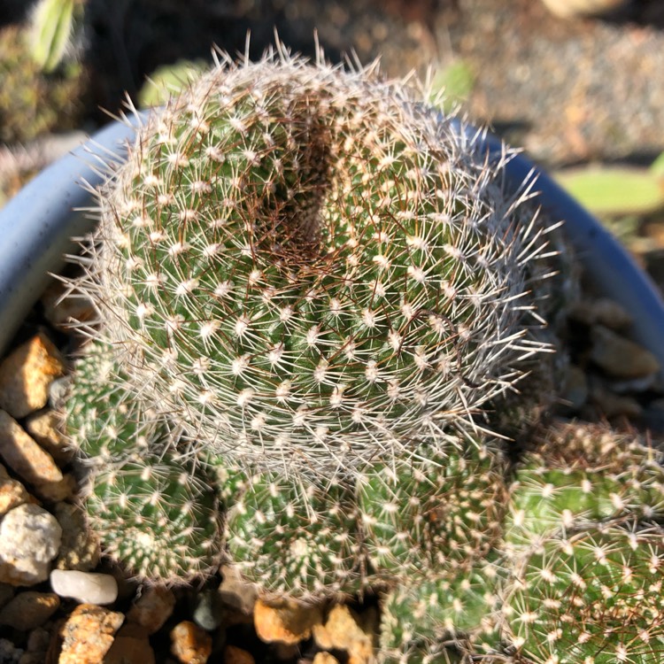 Plant image Rebutia arenacea syn. Sulcorebutia arenacea