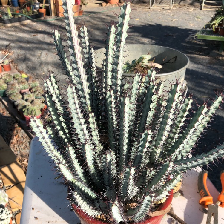 Plant image Euphorbia Greenwayi