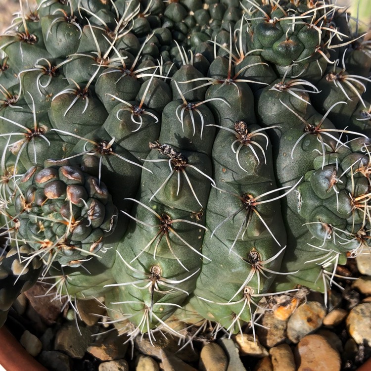 plant image 1013465 plant image 1013465