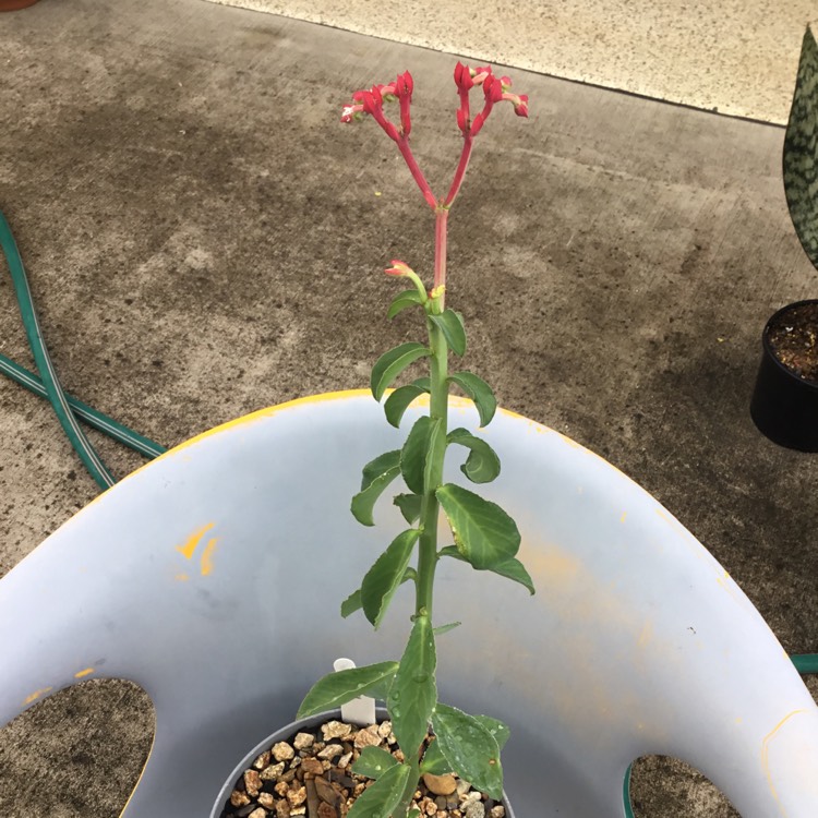 Plant image Euphorbia neococcinea syn. Monadenium coccineum