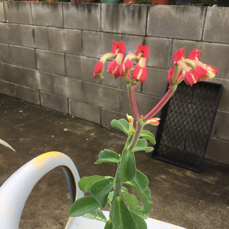 Plant image Euphorbia neococcinea syn. Monadenium coccineum