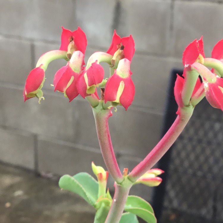 plant image 1015758