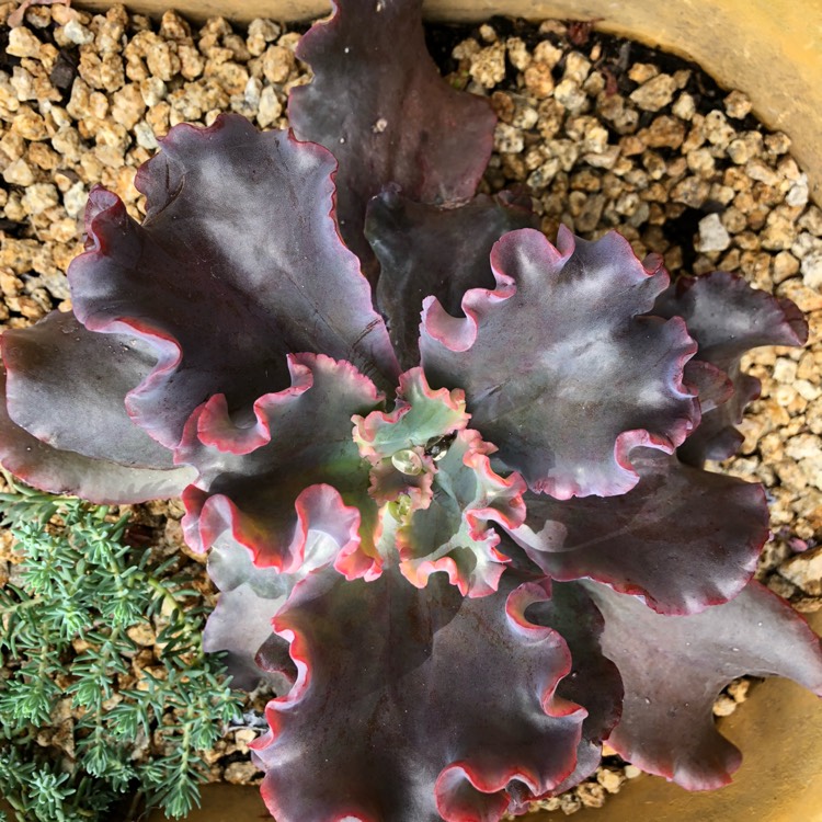 plant image 1104977