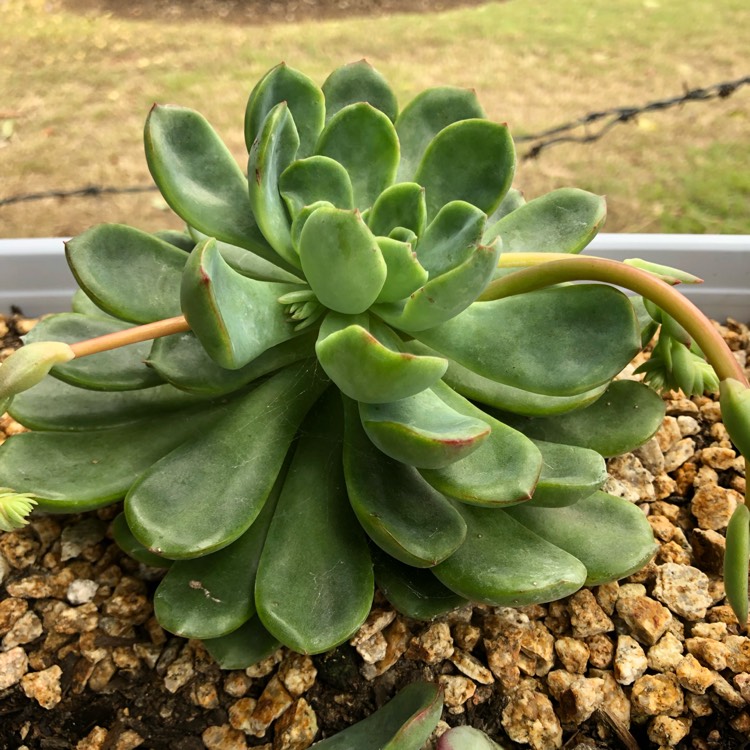 plant image 1104984