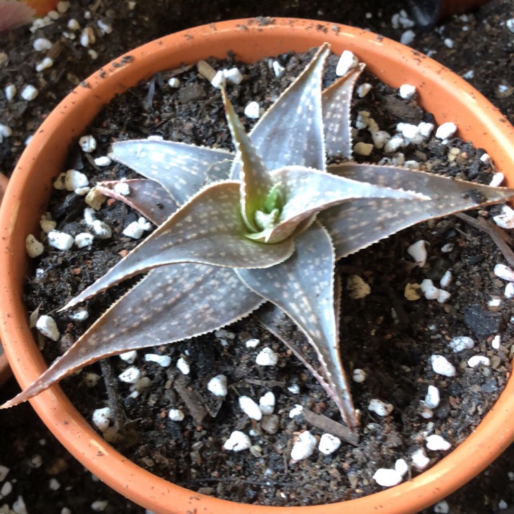 plant image 1104988