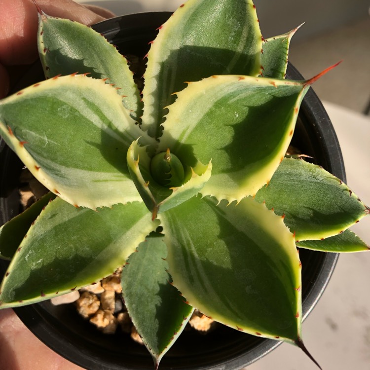 Plant image Agave 'Kissho Kan'