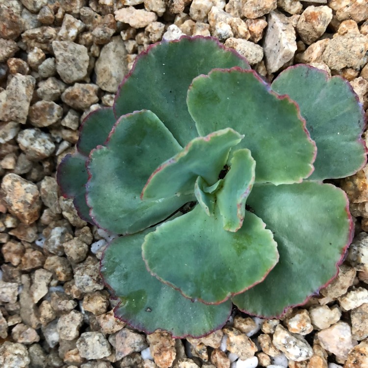Plant image Echeveria Easter Bonnet