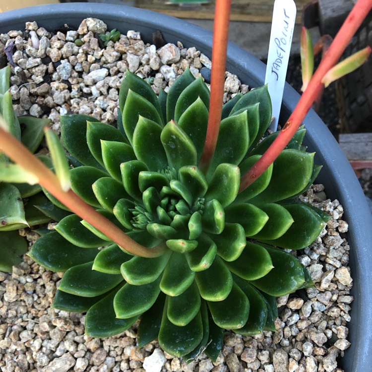 Plant image Echeveria Agavoides Jade Point
