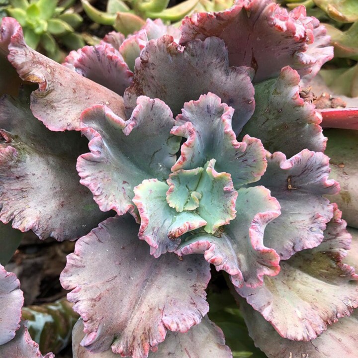 Plant image Echeveria Doublette