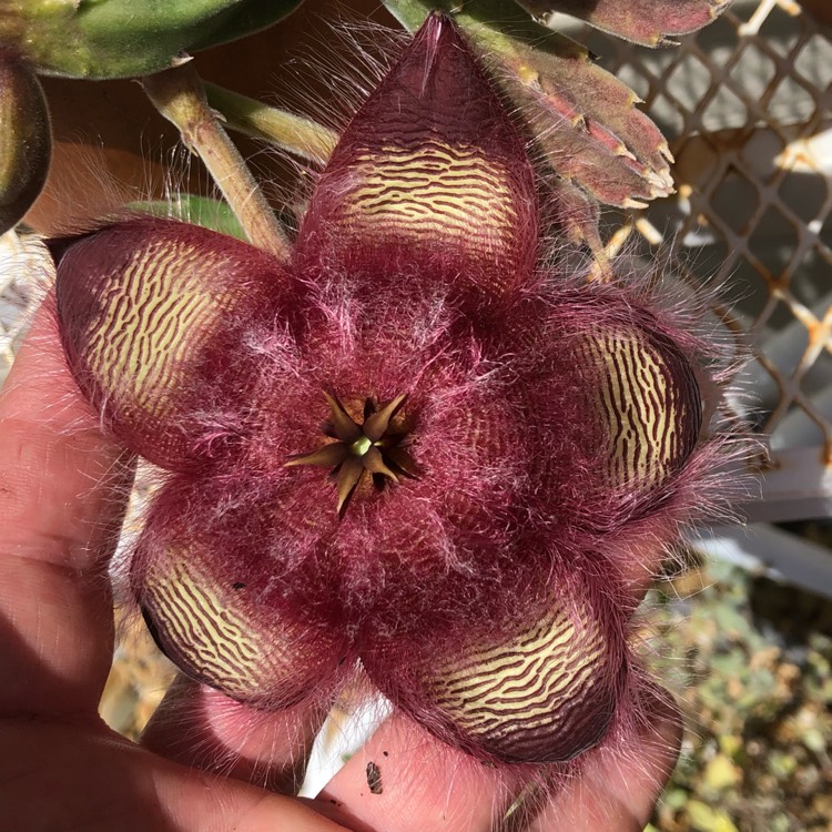 plant image 1204465