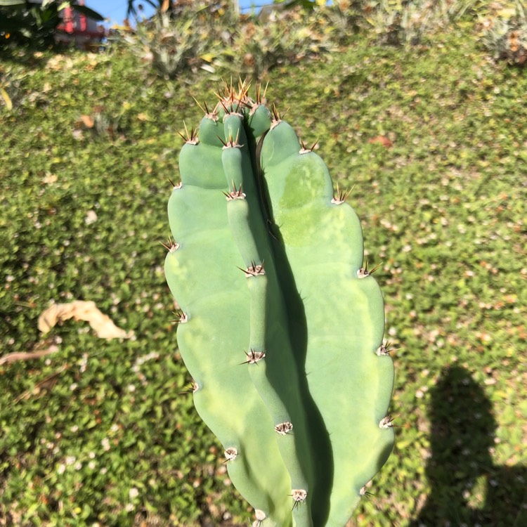 Plant image Cereus Repandus