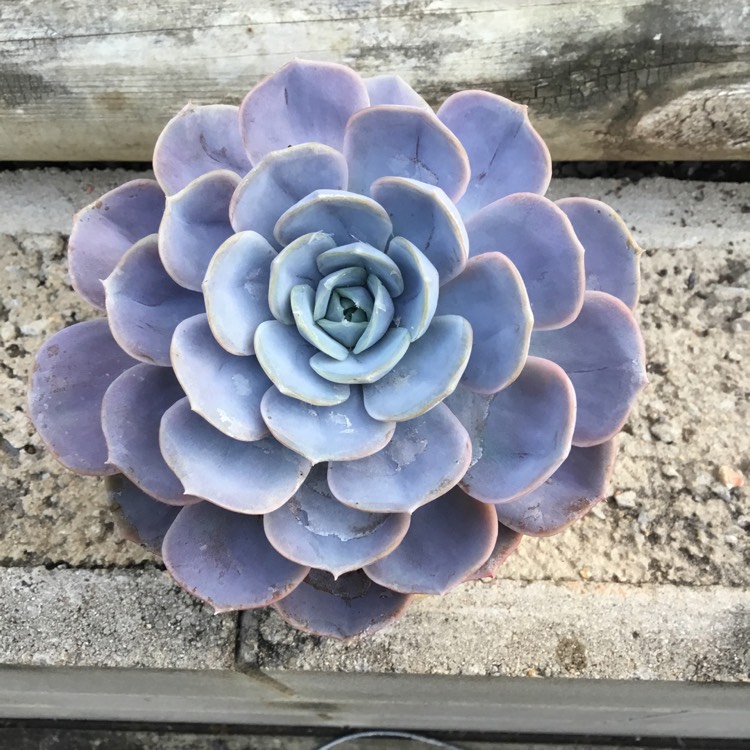 Plant image Echeveria Blue Surprise