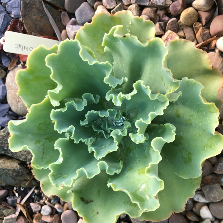 Plant image Echeveria Blondie