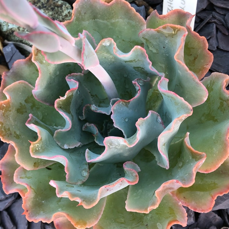 plant image 1206023