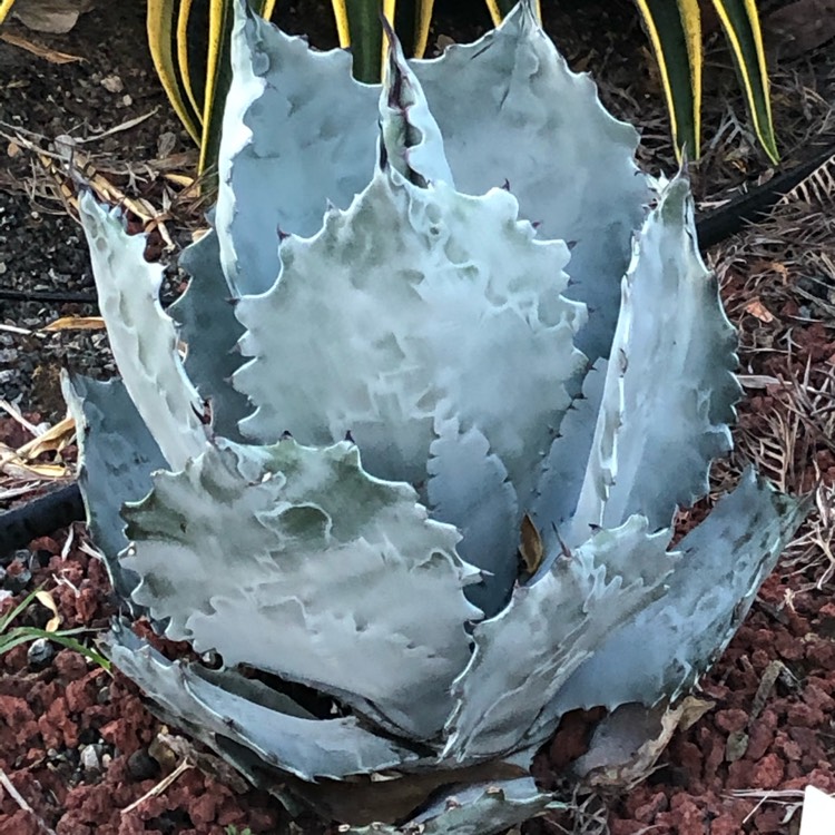 Plant image Agave Colorata