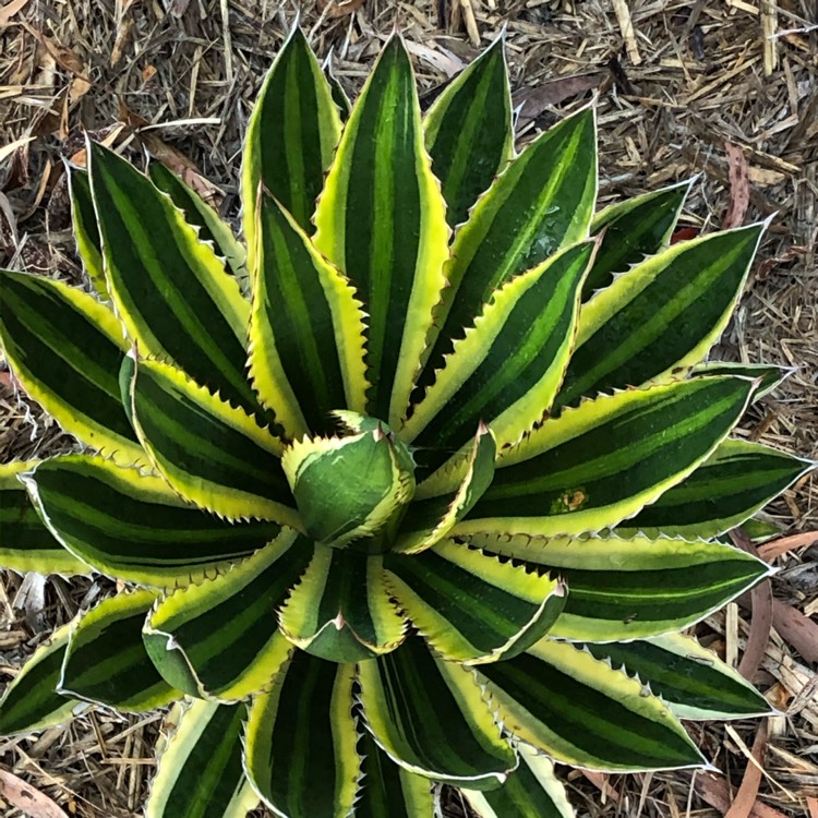 Plant image Agave lopthana 'Quadricolour'
