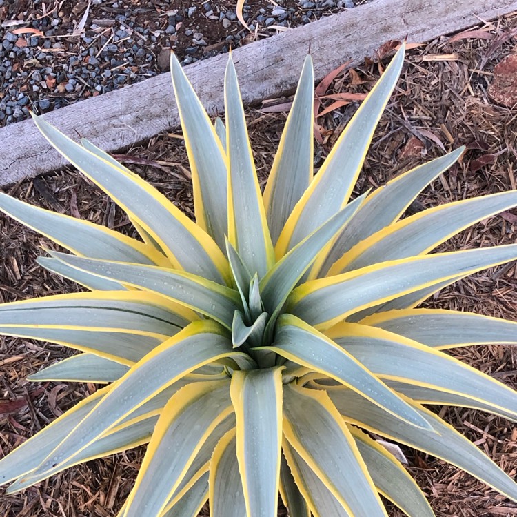 Plant image  Agave desmettiana ' Galactic Traveller' 