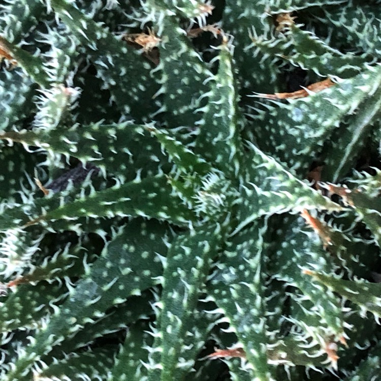 Plant image Aloe Haworthiodes X Descoingsii