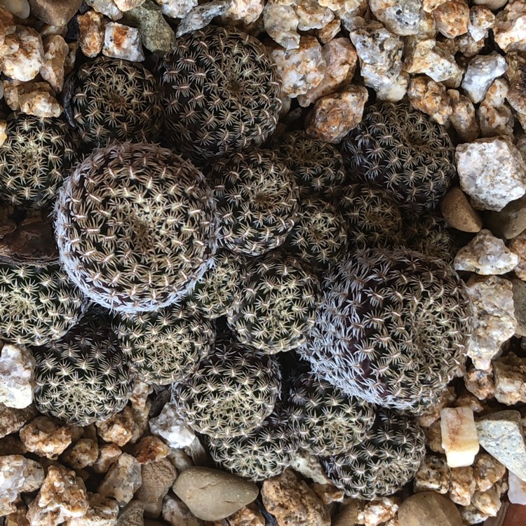 Plant image Rebutia Steinbachii