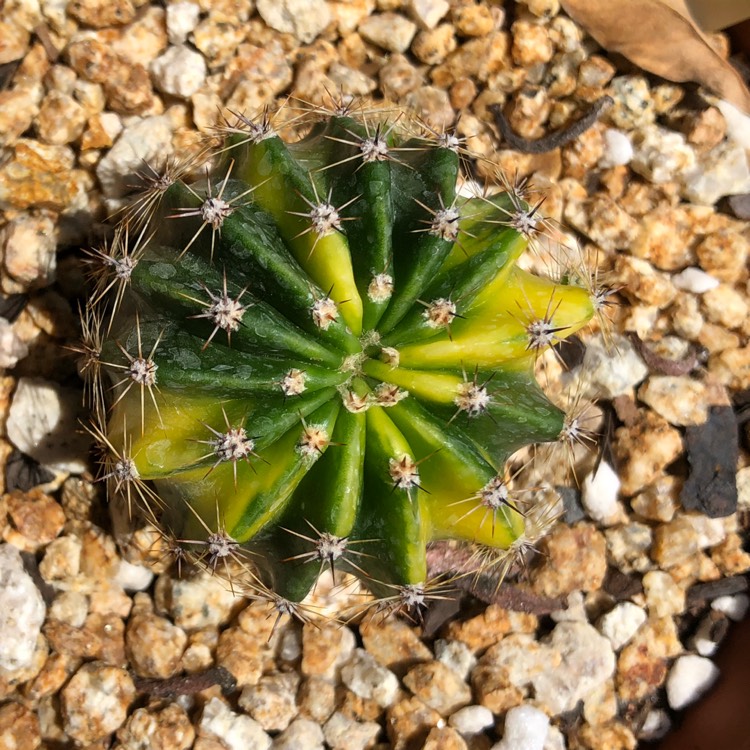 Plant image Echinopsis Oxygona Hybrid Variegata