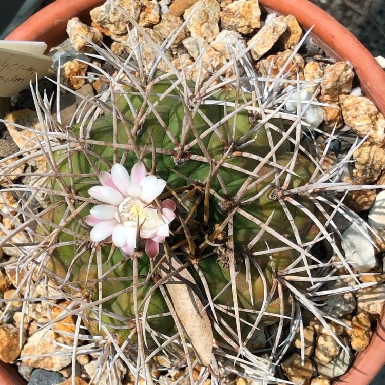 plant image 1217392