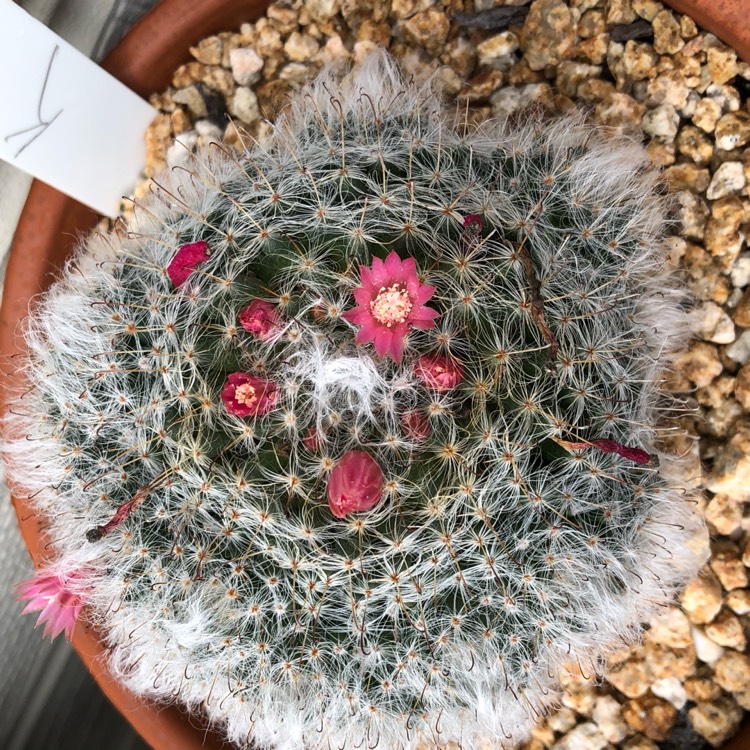 Plant image Mammillaria bocasana 'Roseiflora'
