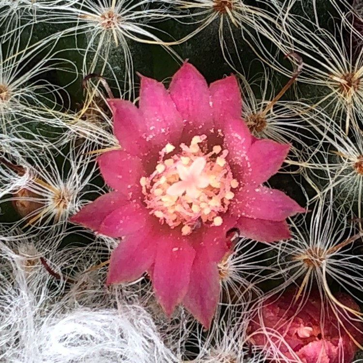 Plant image Mammillaria bocasana 'Roseiflora'