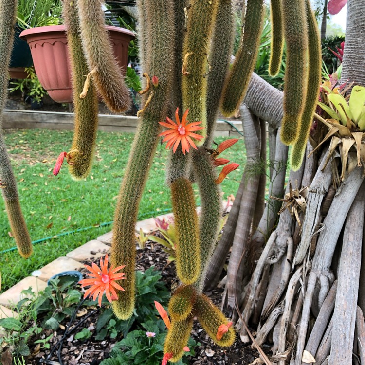 Plant image Cleistocactus winteri