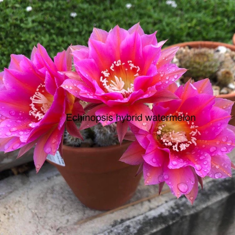 plant image 1327080