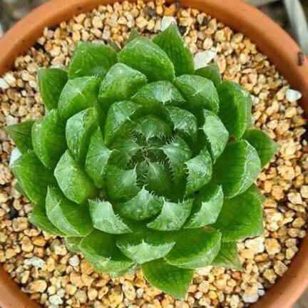 Plant image Haworthia Cherry Crystal