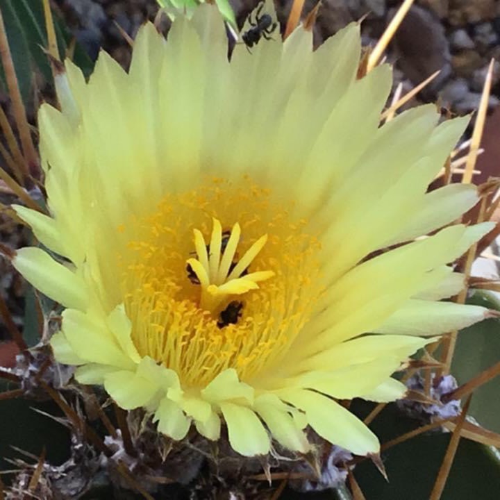 Plant image Astrophytum capricorne