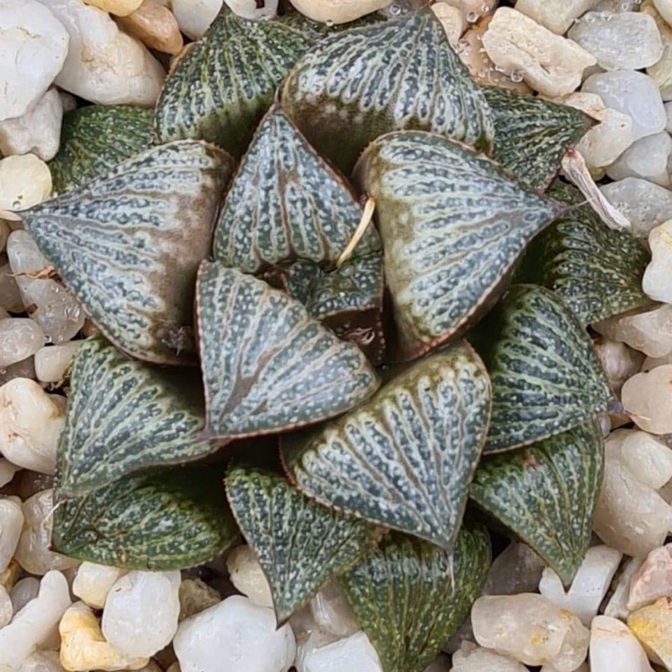 Plant image Haworthia Splendens