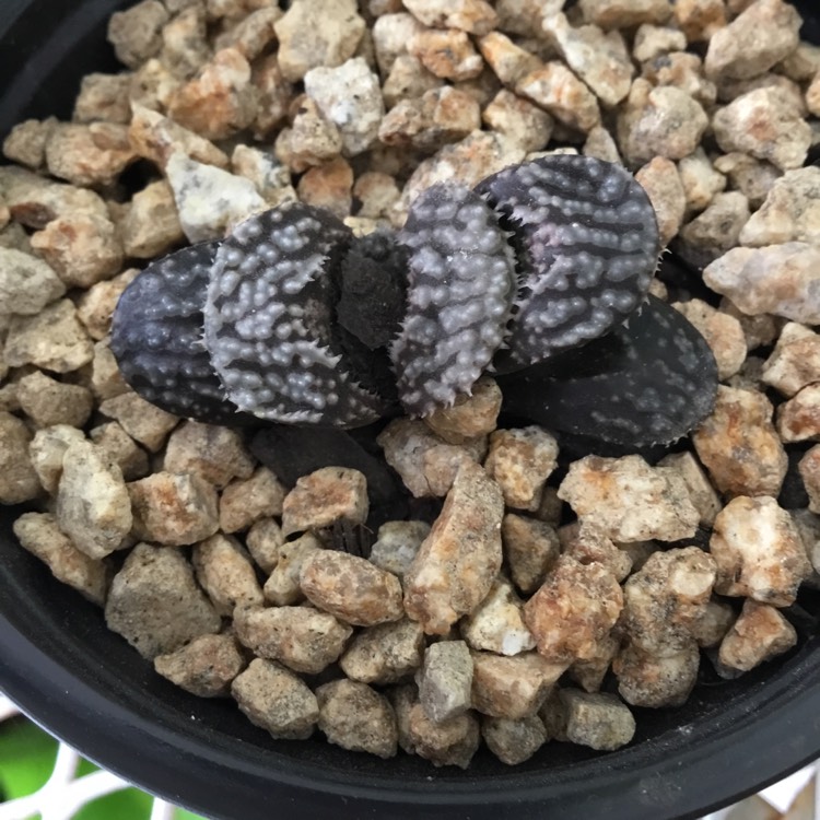 Plant image Haworthia Lord of The Rings
