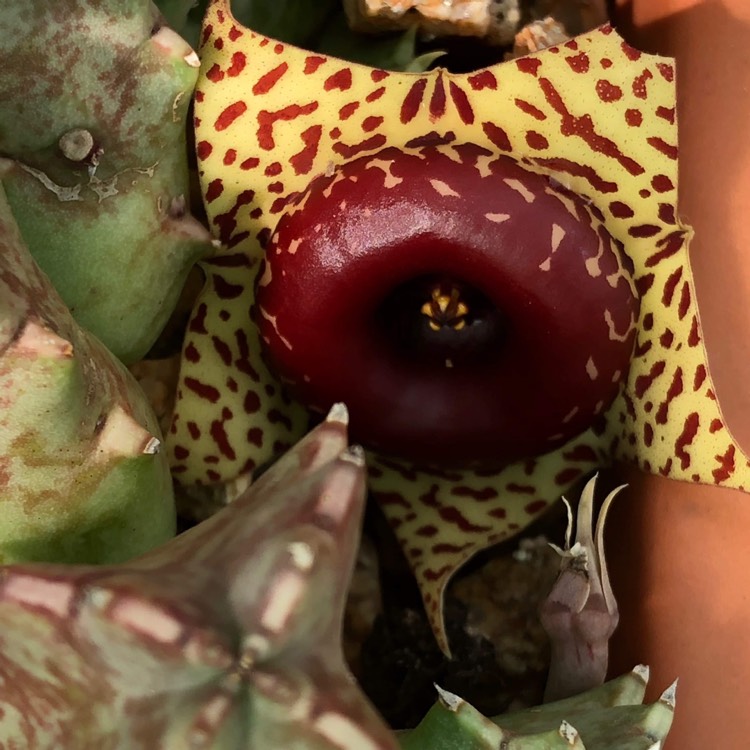 plant image 932447