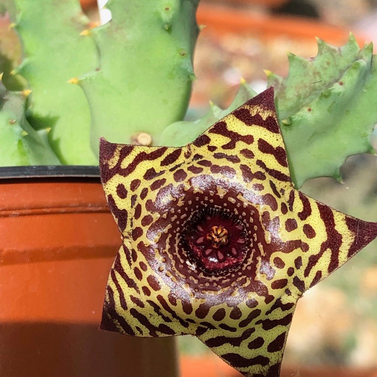 Plant image Huernia guttata subsp. guttata