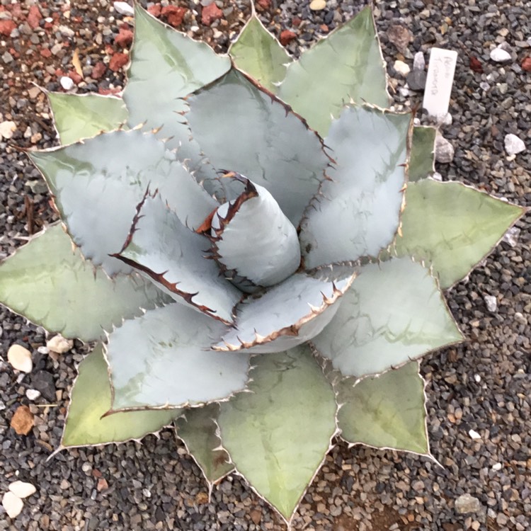 plant image 932509