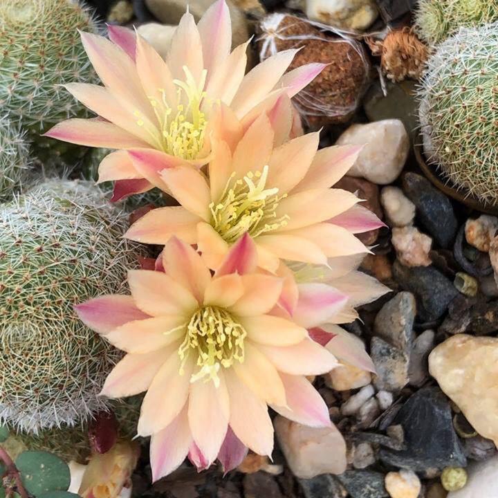 Plant image Rebutia Sunset
