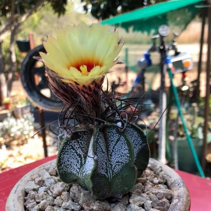 Plant image Astrophytum capricorne