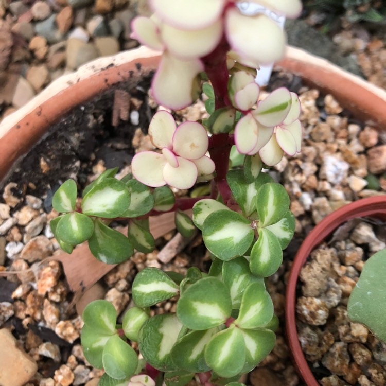 Plant image Portulacaria Afra 'Medio-picta'