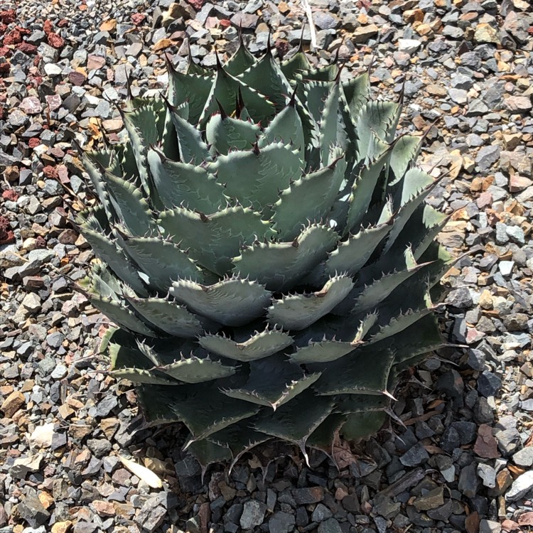 Plant image Agave Confederate Rose