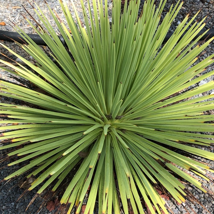 Plant image Agave Stricta Nana