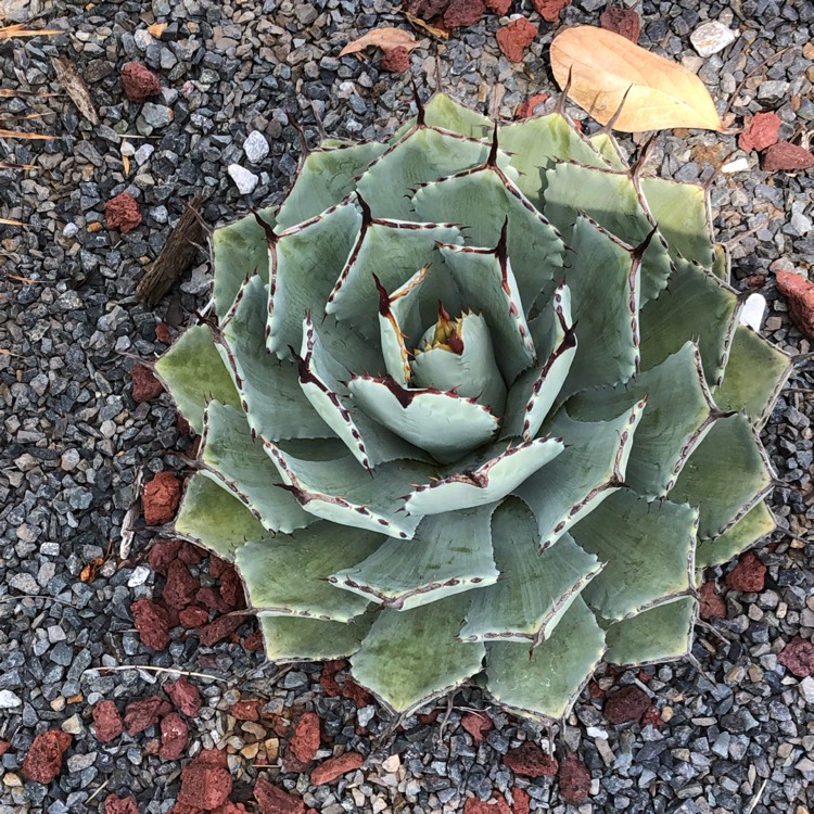 Plant image Agave Potatorum Kichiokan